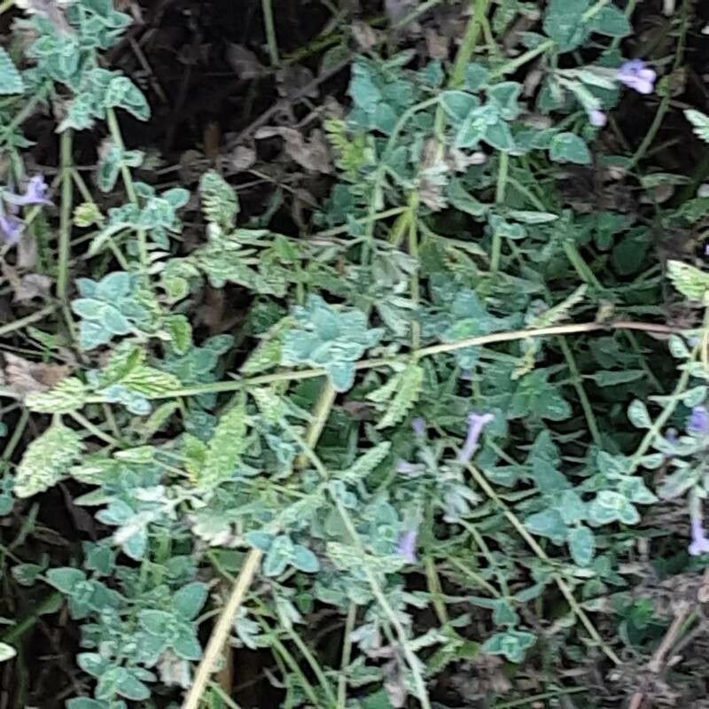 Котовник Фассена (Nepeta faassenii): полное руководство по уходу