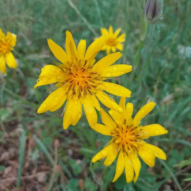 Козлобородник (Tragopogon): полное руководство по уходу