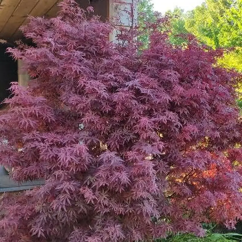 Красный клён (Acer palmatum): полное руководство по уходу