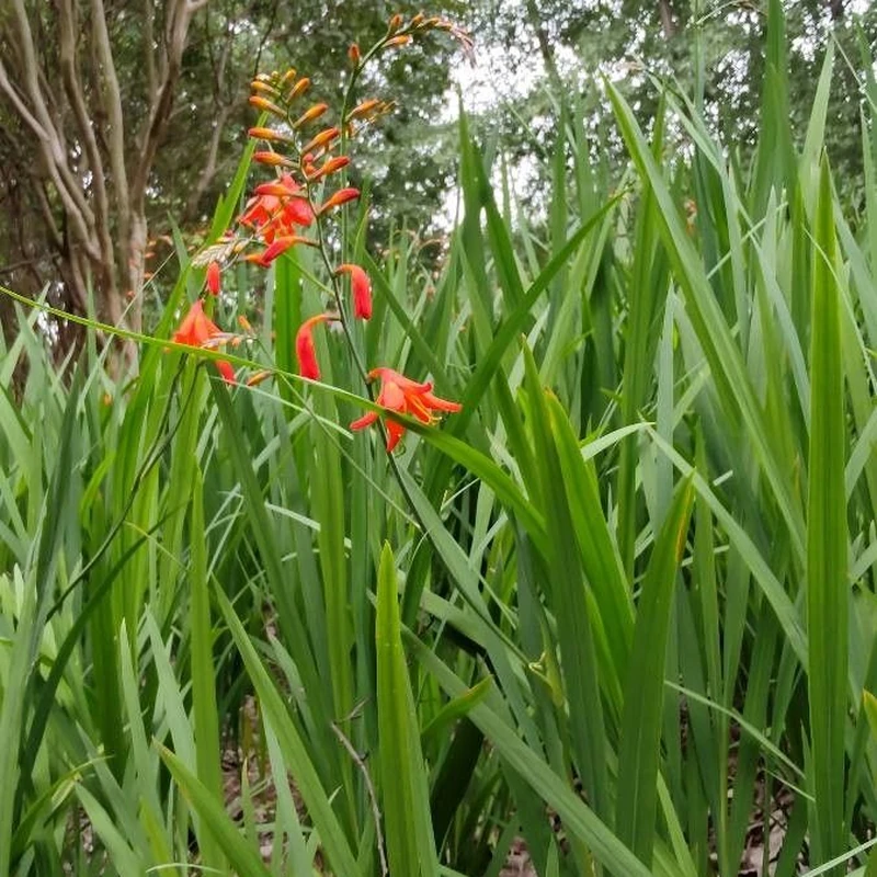Крокосмия (Crocosmia): полное руководство по уходу