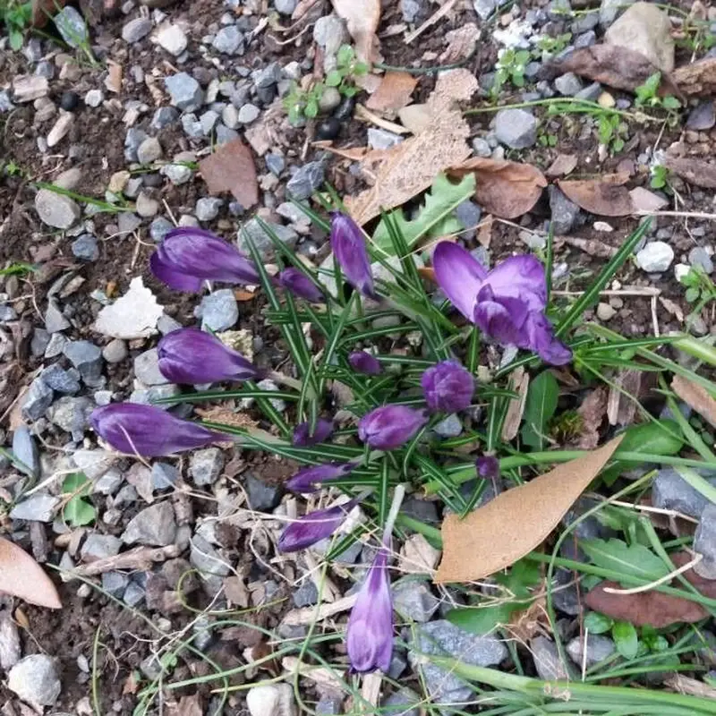 Крокус (Crocus): полное руководство по уходу