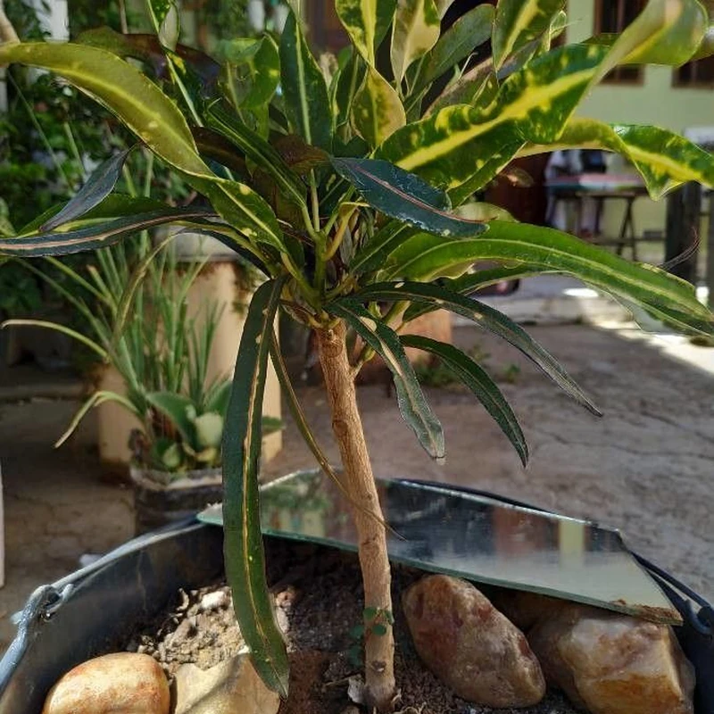 Кротон (Codiaeum variegatum): полное руководство по уходу