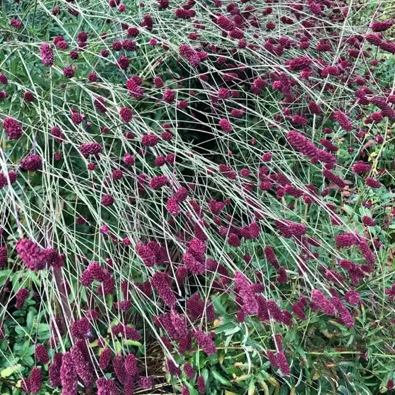 Кровохлёбка (Sanguisorba): полное руководство по уходу