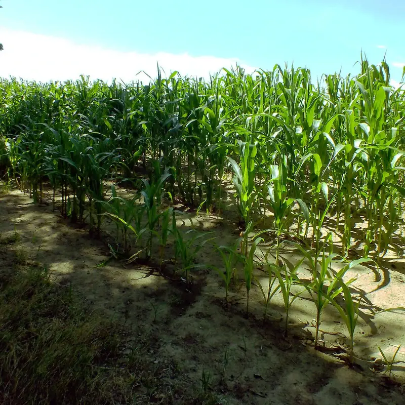 Кукуруза декоративная (Zea mays): полное руководство по уходу
