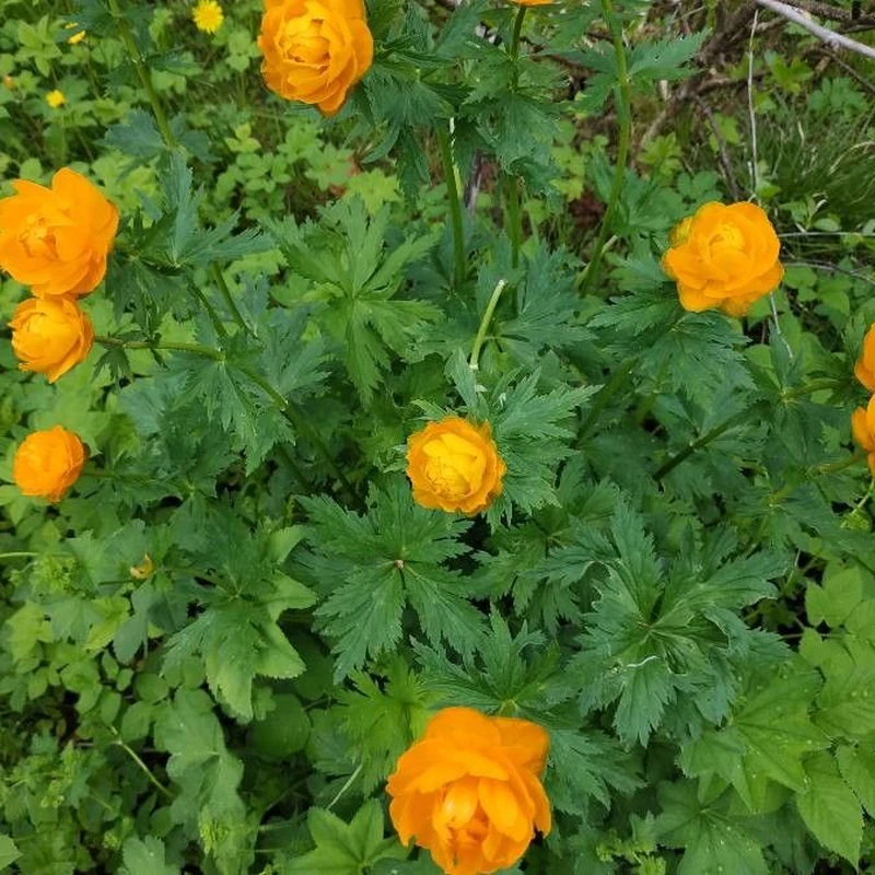 Купальница азиатская (Trollius asiaticus): полное руководство по уходу