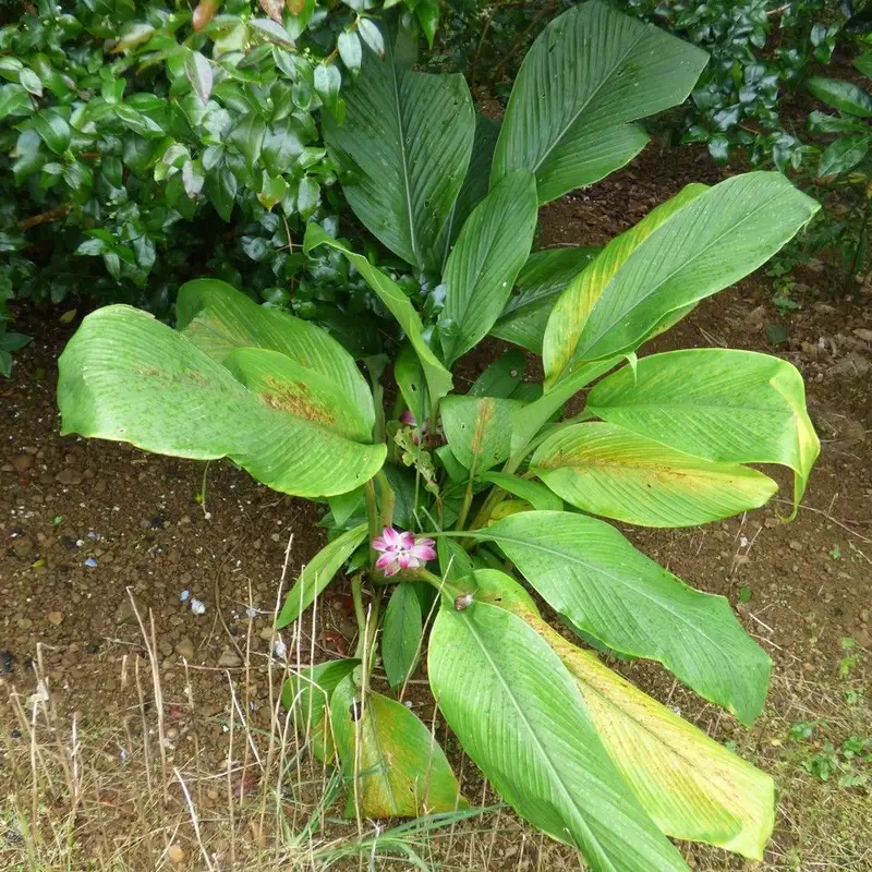 Куркума (Curcuma longa): полное руководство по уходу