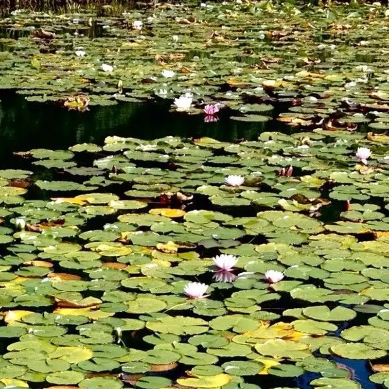 Кувшинка (Nymphaea): полное руководство по уходу