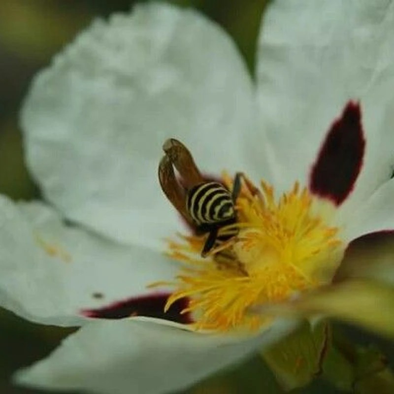 Ладанник (Cistus): полное руководство по уходу