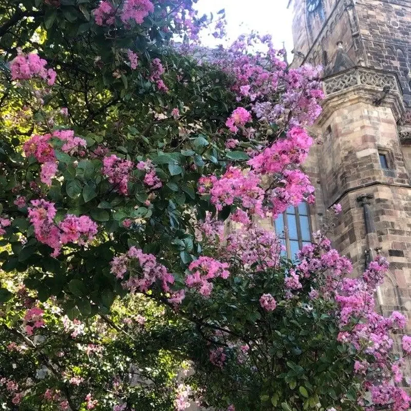 Лагерстремия (Lagerstroemia): полное руководство по уходу
