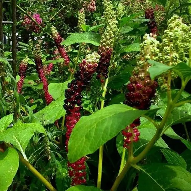 Лаконос (Phytolacca): полное руководство по уходу