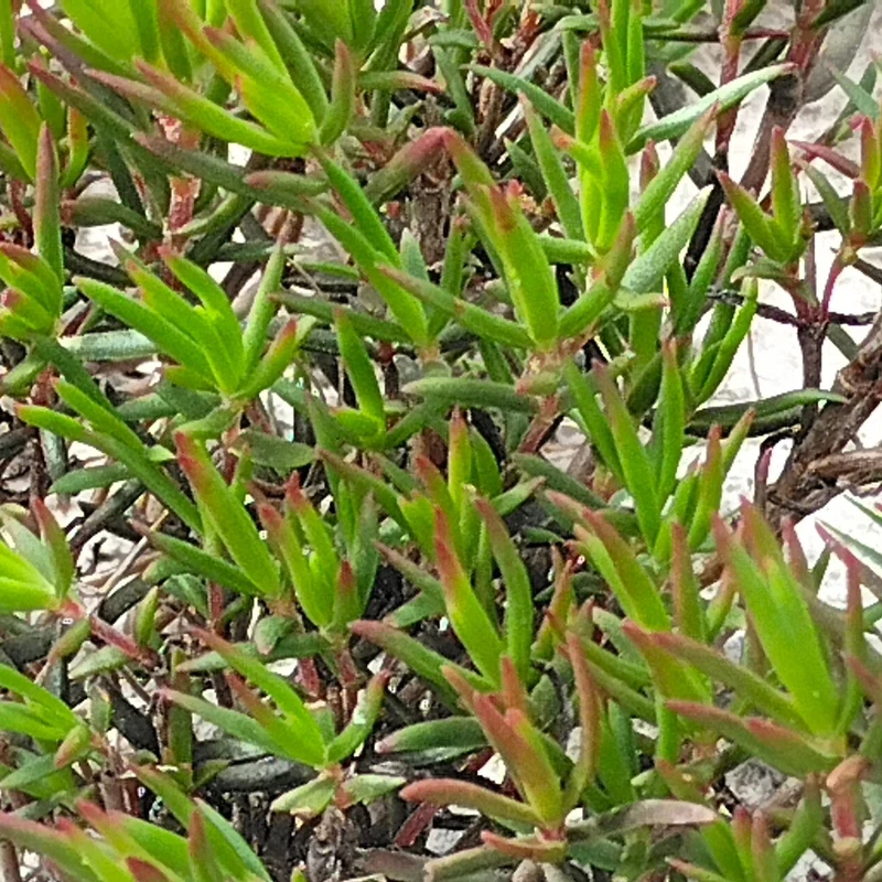 Лампрантус (Lampranthus): полное руководство по уходу