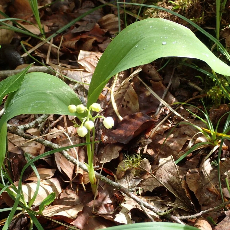 Ландыш майский (Convallaria majalis): полное руководство по уходу