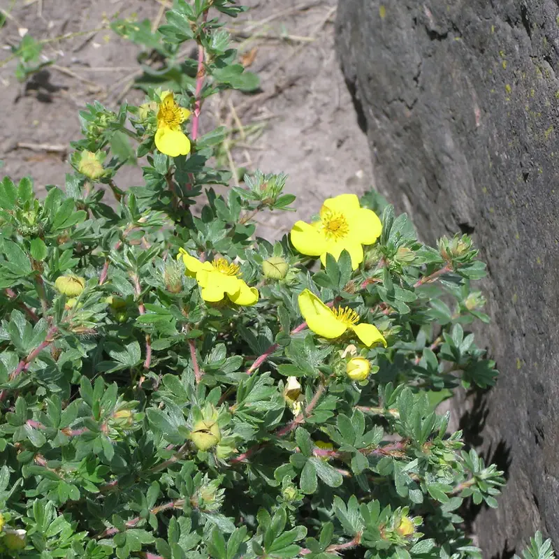 Лапчатка кустарниковая (Potentilla fruticosa): полное руководство по уходу