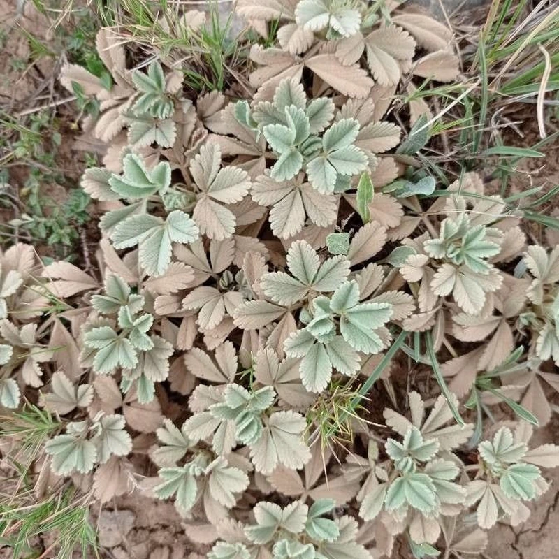 Лапчатка (Potentilla): полное руководство по уходу