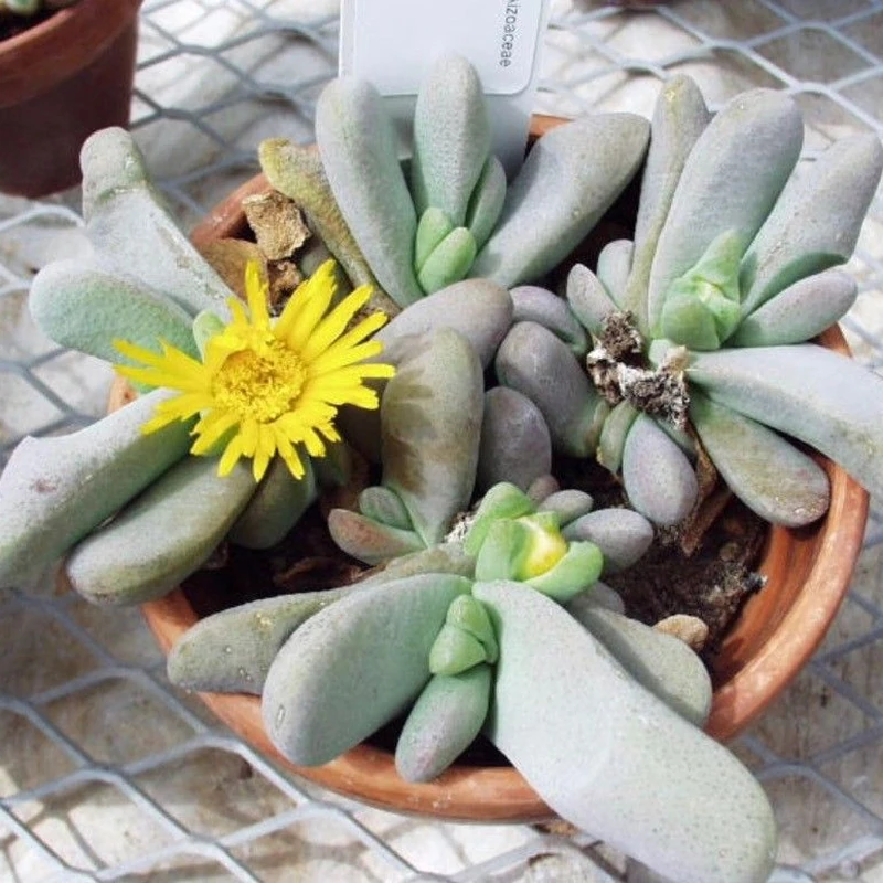 Лапидария (Lapidaria margaretae): полное руководство по уходу