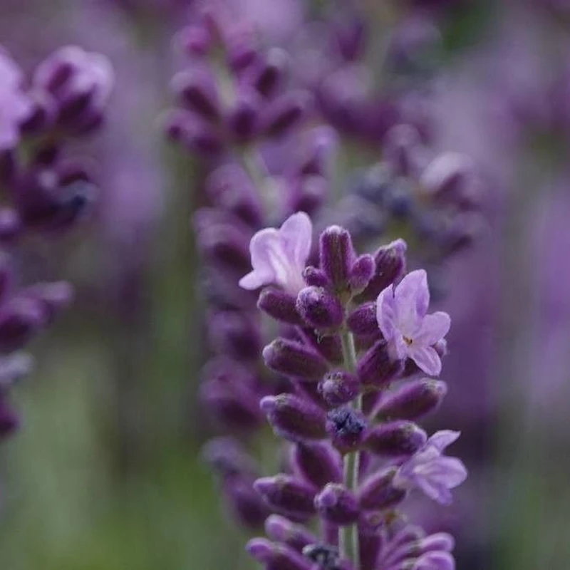 Лаванда комнатная (Lavandula angustifolia): полное руководство по уходу