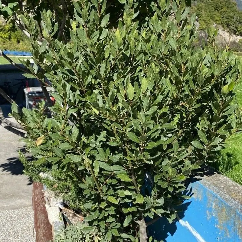 Лавр благородный (Laurus nobilis): полное руководство по уходу
