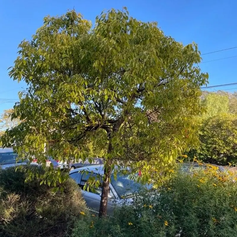 Лавр камфорный (Cinnamomum camphora): полное руководство по уходу