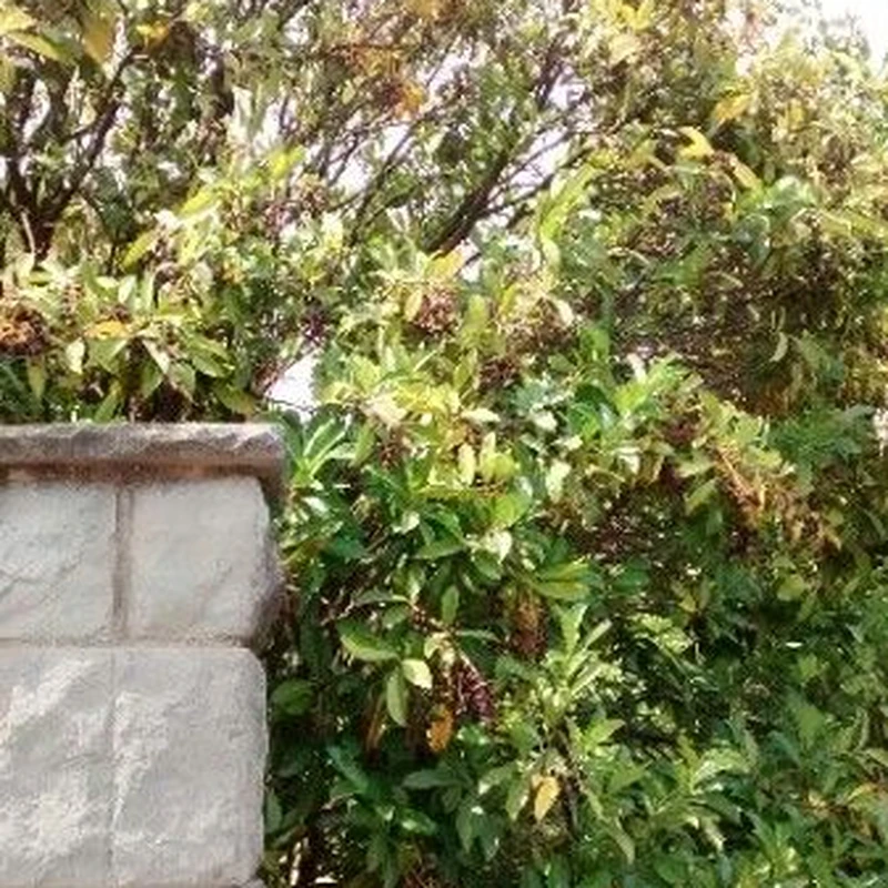 Лавровишня (Prunus laurocerasus): полное руководство по уходу