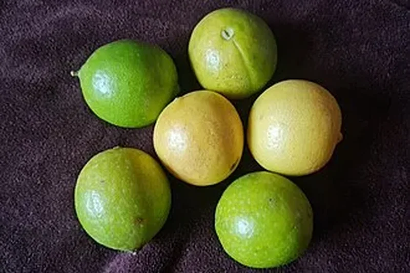 Лайм комнатный (Citrus aurantiifolia): полное руководство по уходу