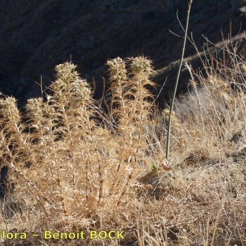 Лазурник (Eryngium): полное руководство по уходу
