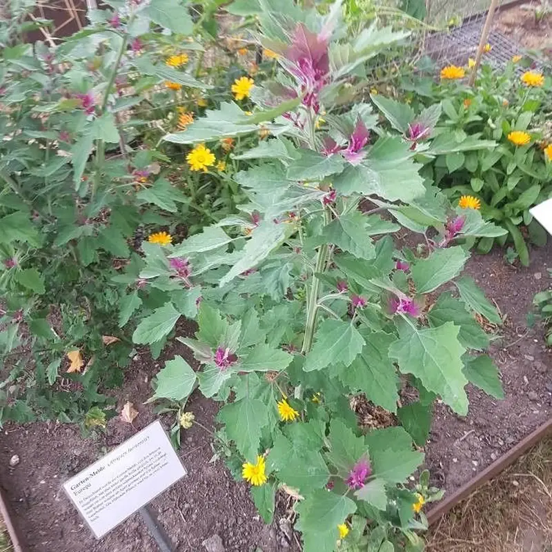 Лебеда садовая (Atriplex hortensis): полное руководство по уходу