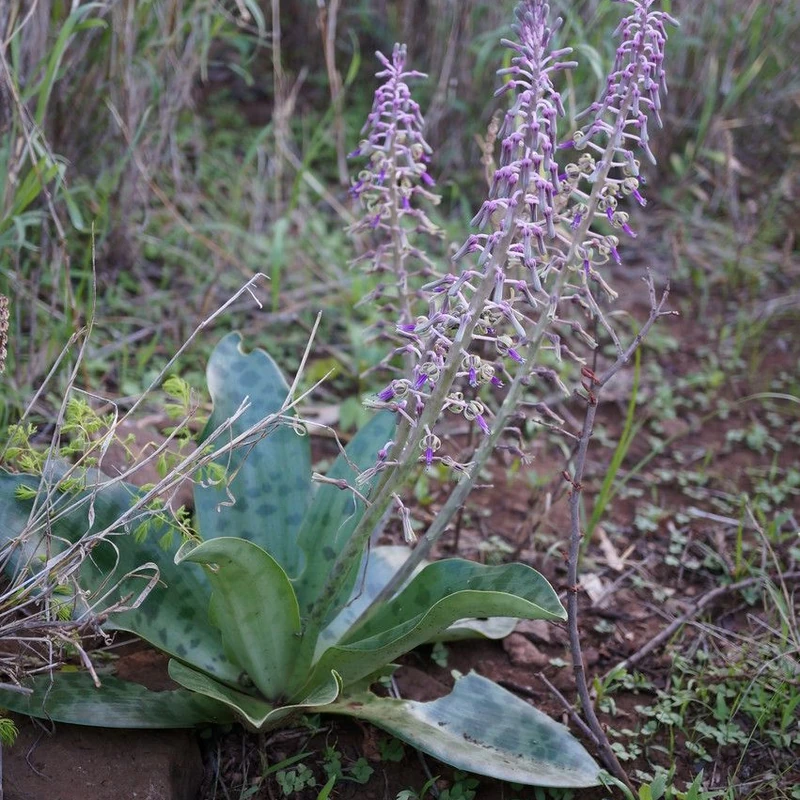 Ледобурия (Ledebouria): полное руководство по уходу