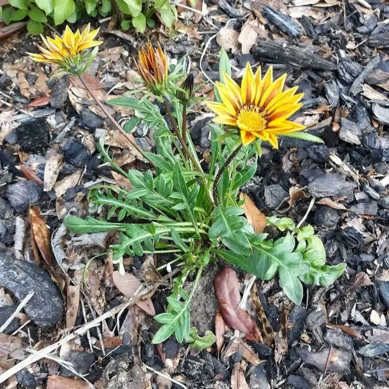 Ледяная роза (Gazania): полное руководство по уходу