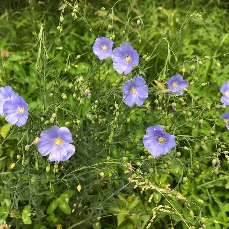 Лен комнатный (Linum perenne): полное руководство по уходу