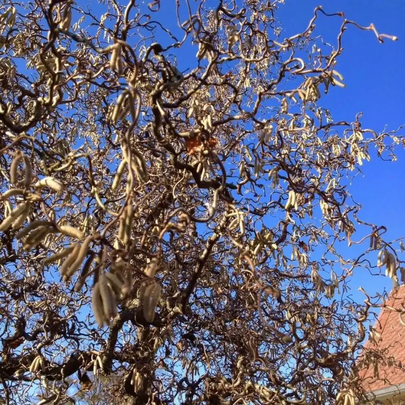 Лещина (Corylus avellana): полное руководство по уходу