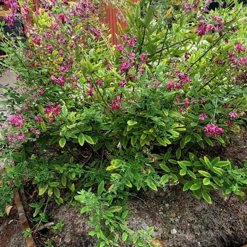 Леспедеца (Lespedeza): полное руководство по уходу