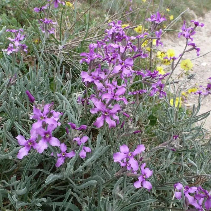 Левка (Matthiola): полное руководство по уходу