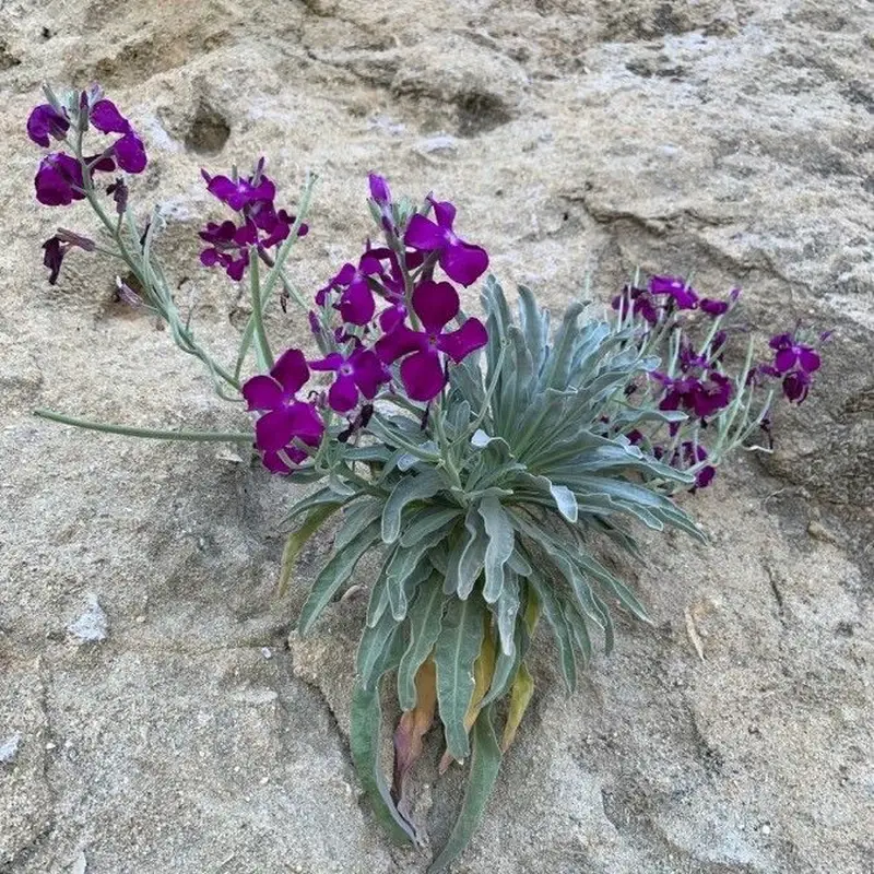 Левкой седой (Matthiola incana): полное руководство по уходу