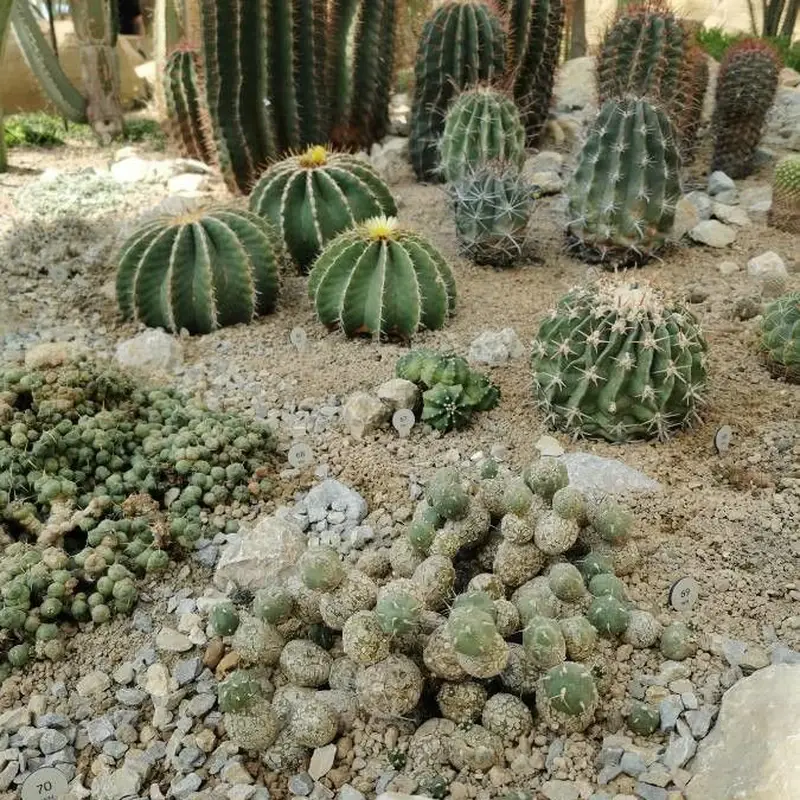 Лейхтенбергия (Leuchtenbergia principis): полное руководство по уходу
