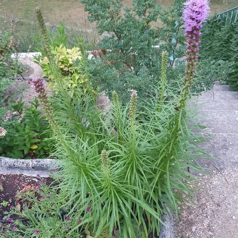 Лиатрис (Liatris): полное руководство по уходу