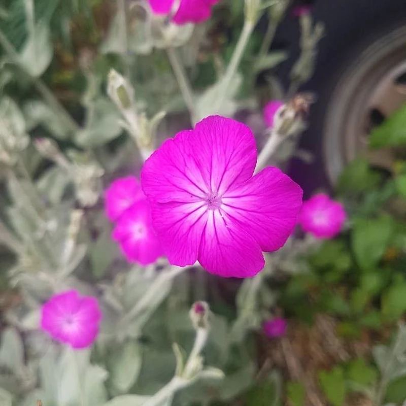 Лихнис (Lychnis): полное руководство по уходу