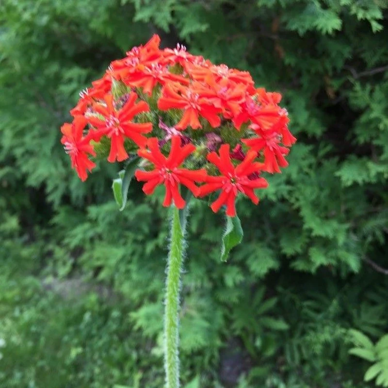 Лихнис халцедонский (Lychnis chalcedonica): полное руководство по уходу