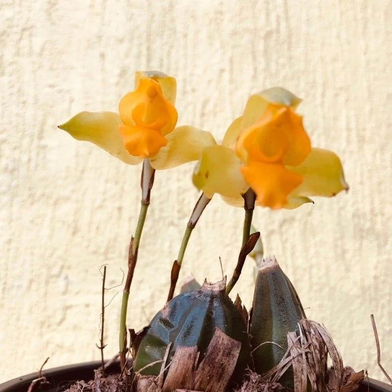 Ликаста (Lycaste): полное руководство по уходу