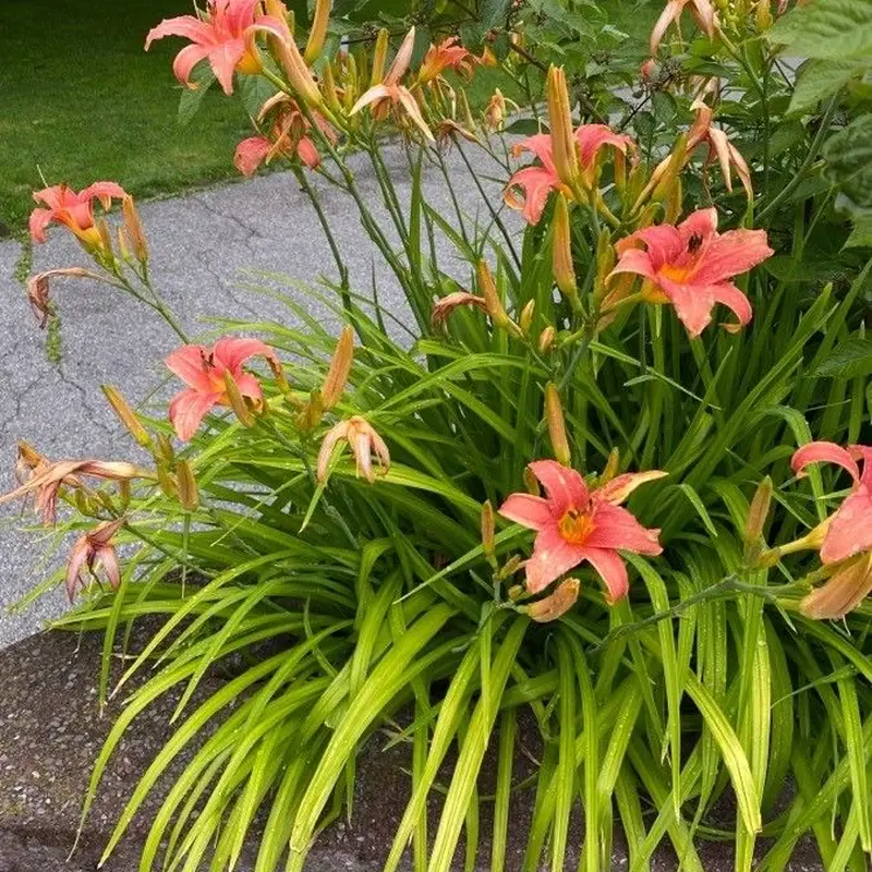 Лилейник (Hemerocallis): полное руководство по уходу