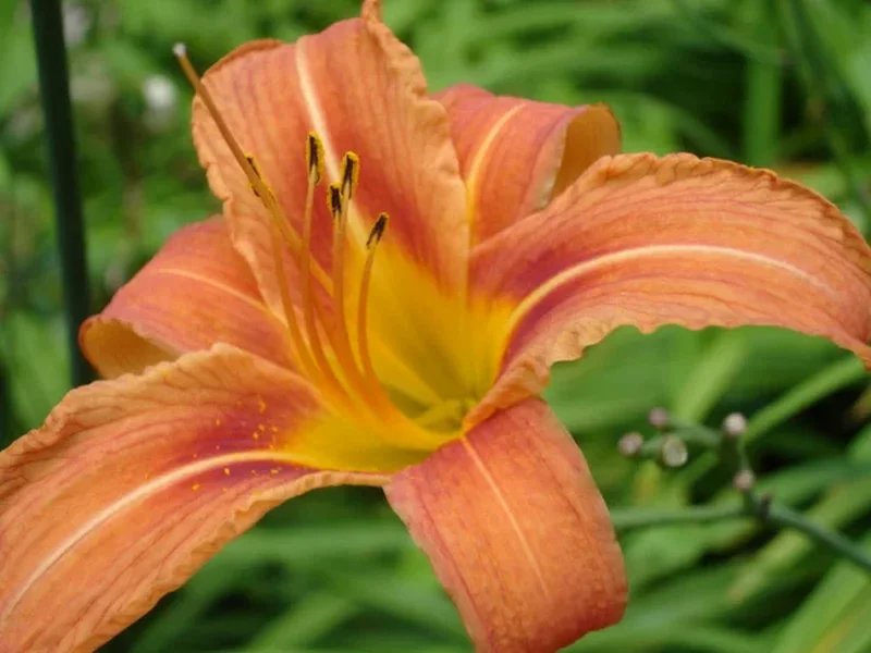 Лилейник гибридный (Hemerocallis hybrida): полное руководство по уходу