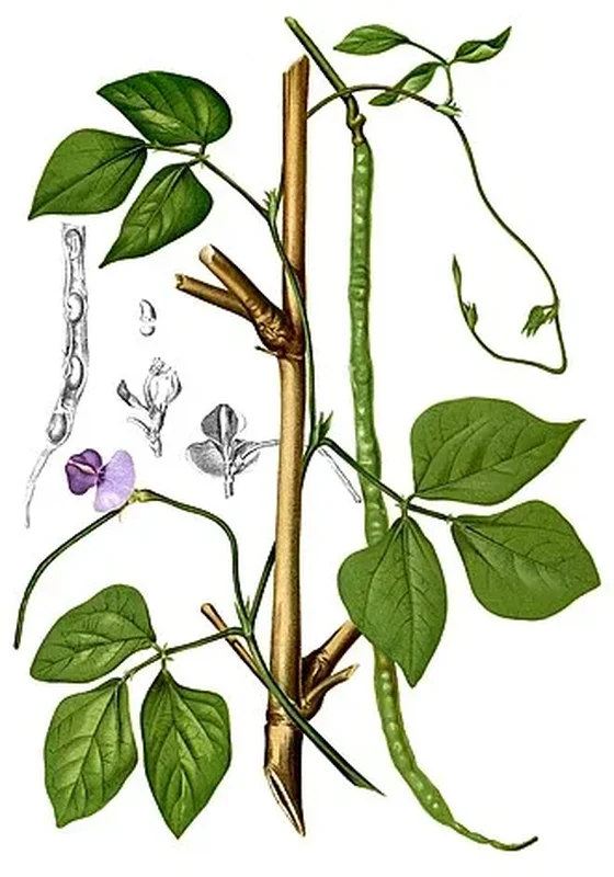 Лилия азиатская (Lilium asiaticum): полное руководство по уходу