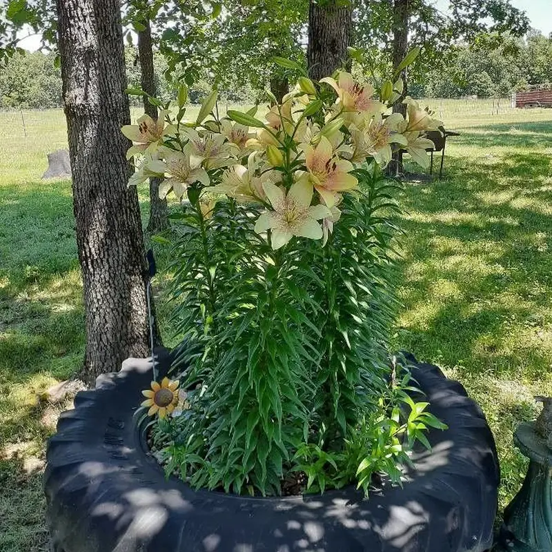 Лилия белоснежная (Lilium candidum): полное руководство по уходу