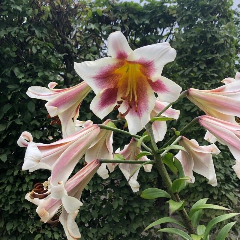 Лилия королевская (Lilium regale): полное руководство по уходу