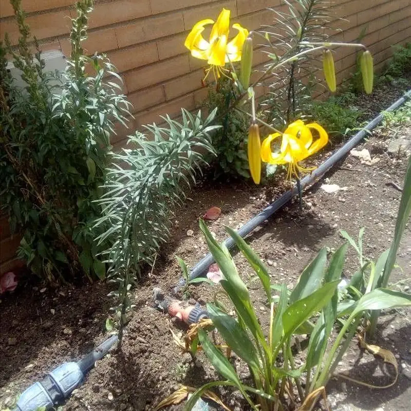 Лилия тигровая (Lilium lancifolium): полное руководство по уходу