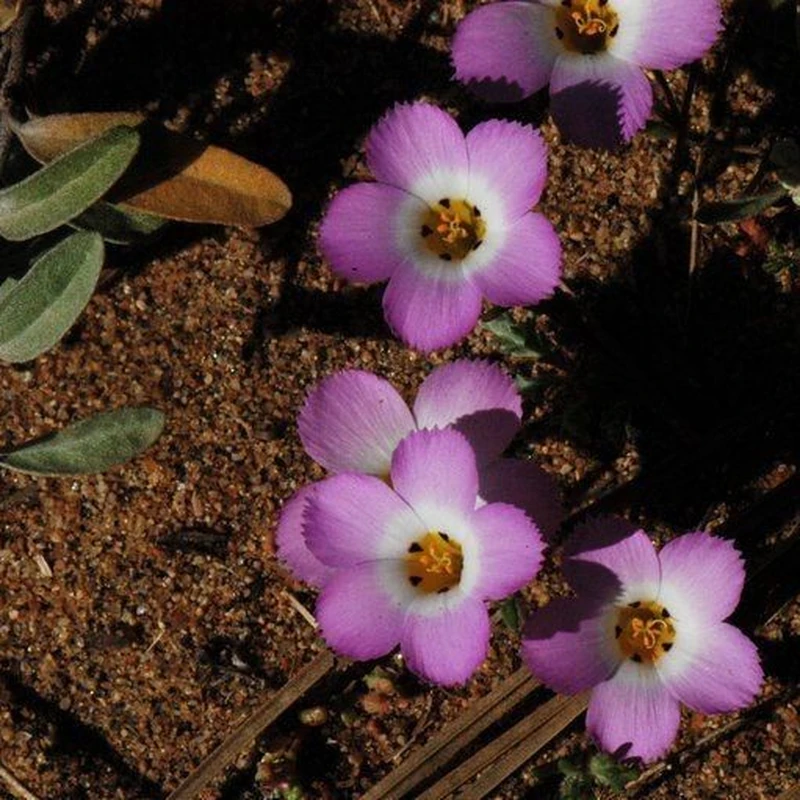 Линантус (Linanthus): полное руководство по уходу