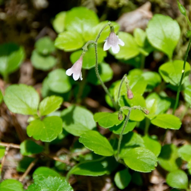 Линнея (Linnaea borealis): полное руководство по уходу