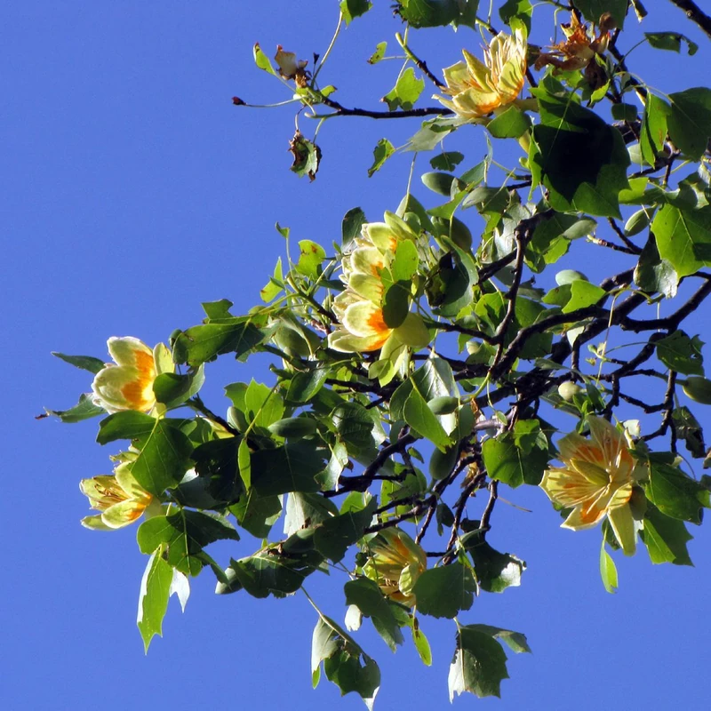 Лириодендрон (Liriodendron tulipifera): полное руководство по уходу