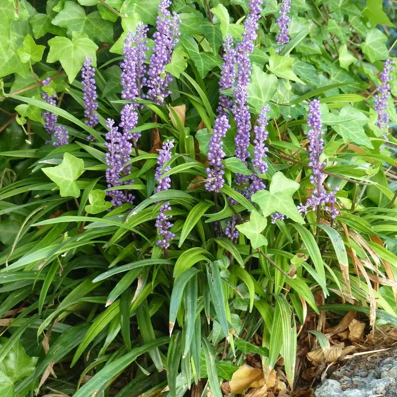 Лириопе (Liriope): полное руководство по уходу