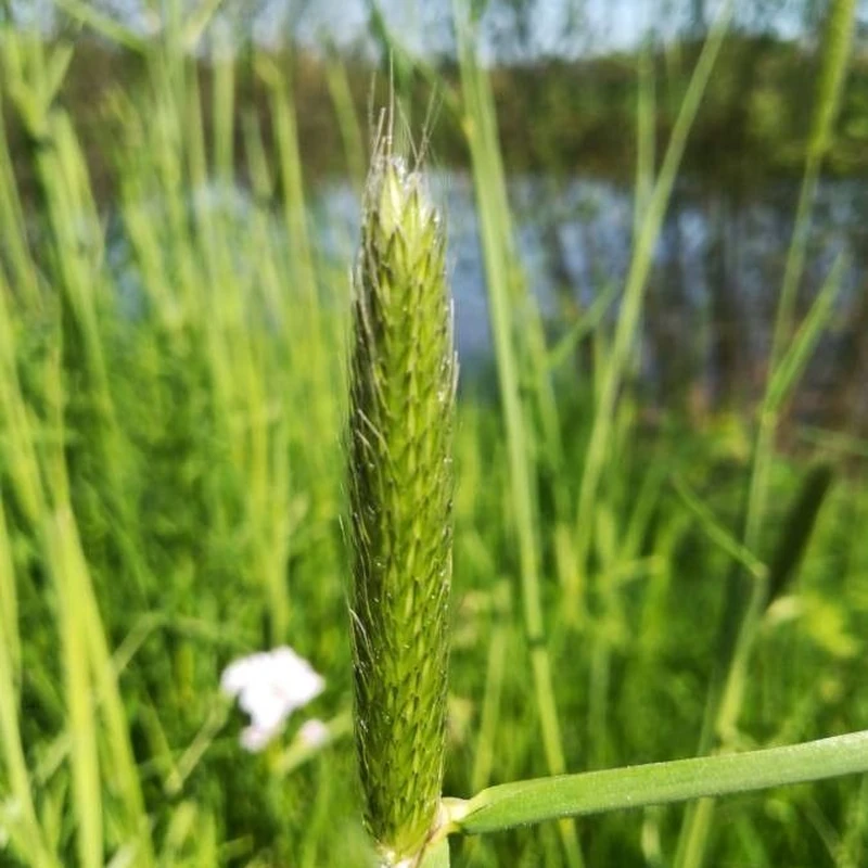 Лисохвост луговой (Alopecurus pratensis): полное руководство по уходу