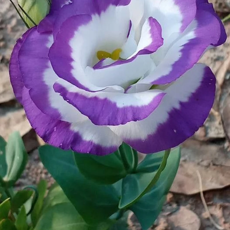 Лизиантус (Eustoma grandiflorum): полное руководство по уходу
